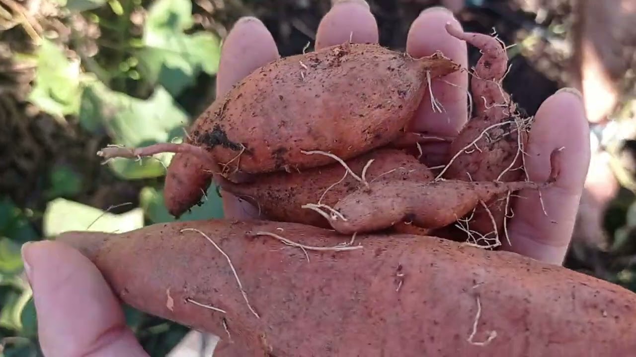 Отглеждане на батати - сладки картофи | Соларнa градина ♥