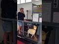 犬の散歩をさせる、ちょっと変わったゲーム