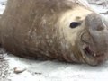 Elephant Seal belching