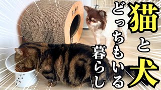 多頭飼い家族のモーニングルーティーン