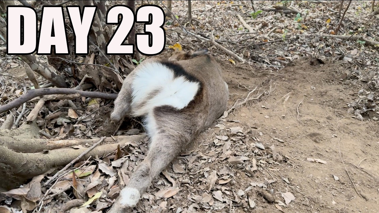 またもや巨大なシカが取れました。。。