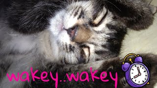 CAT 'PASSED OUT' II sleepy and unbothered 😐 by Wandafullvideo 192 views 2 years ago 2 minutes, 25 seconds