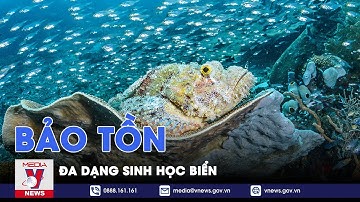 Bảo tồn Đa dạng sinh học biển - VNEWS