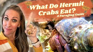 What Do Hermit Crabs Eat in the wild? by Crab Central Station 15,202 views 1 year ago 12 minutes, 32 seconds