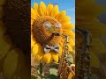Sunny Saxophone Relax 🌻#relaxingmusic