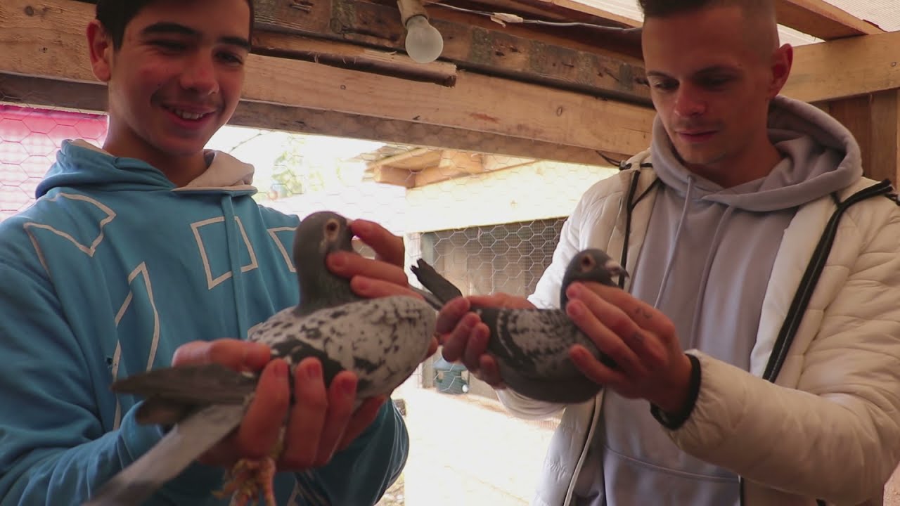 în vizită la Adi. I-am dus porumbeii + update la crescătorie