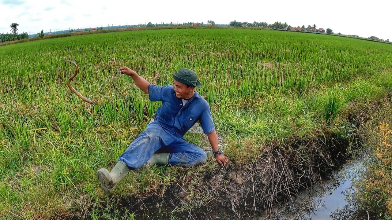 Aktiviti Wajib Musim Tuai Disekinchan!!