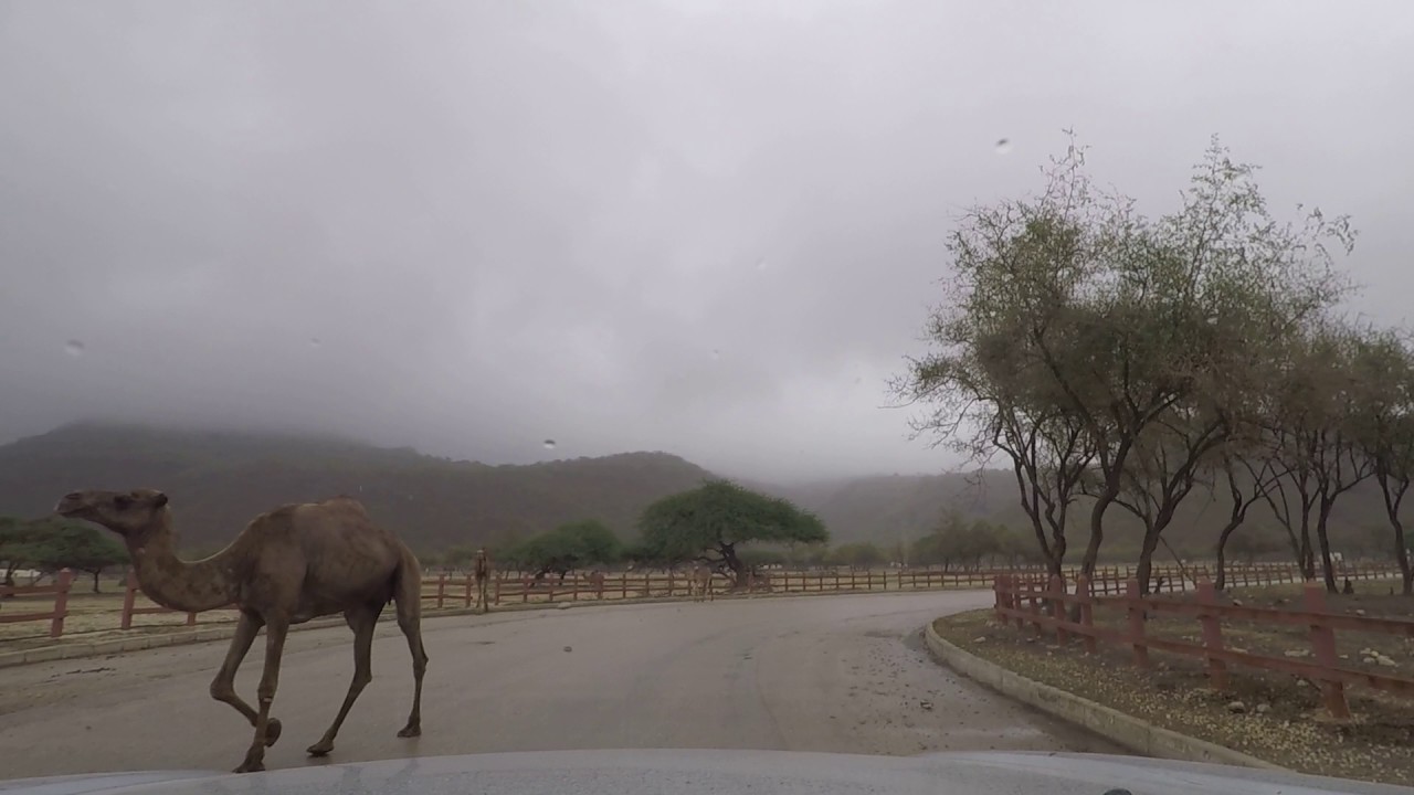 وادي دربات خريف صلالة  2017 سلطنة عمان  شهر 6 تاريخ 23. Part2 The dirbat valley June