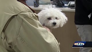 Dogs and cats could soon be required to be microchipped in Jefferson County