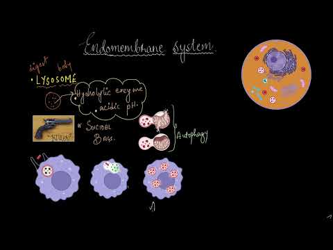 וִידֵאוֹ: מה הקשר בין ליזוזומים ל-vacuoles?