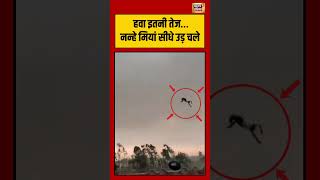 Men Fly In Air | हवा इतनी तेज… नन्हे मियां सीधे उड़ चले | #viralvideo #viralnews #shorts