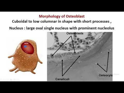 Video: Epigenetinis Runx2 Transkripcijos Reguliavimas Ir Osteoblastų Diferenciacija Nikotinamido Fosforibosiltransferaze