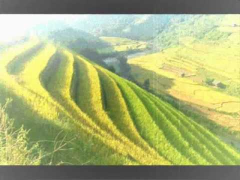 Ngay mua - Trong Tan.wmv