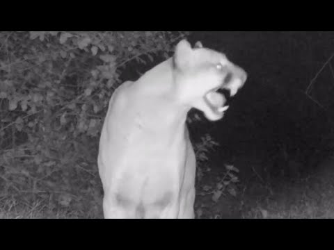 Mountain Lion Screams! Two Cougars Calling Out To Each Other And Striking Up A Courtship