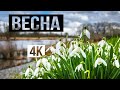 Весна. Пробуждение природы. The spring video 4k