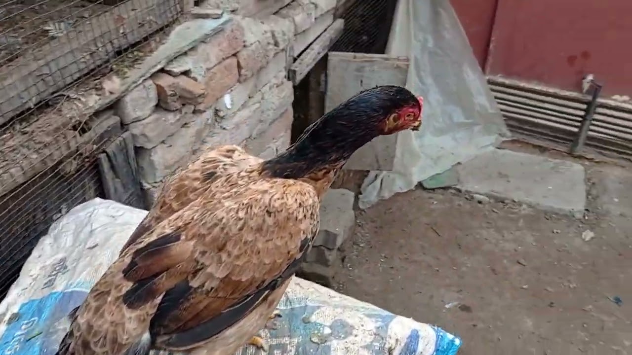 Shonk Parrot beak long tail birds or Aseel birds ka 