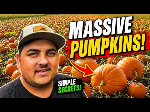 Our Secret to Massive Pumpkin Production