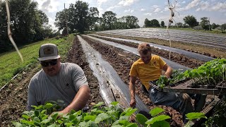 Our Secret to Massive Pumpkin Production