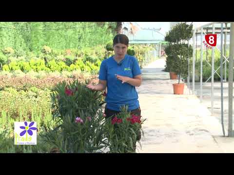 Video: Cuándo mover una adelfa: consejos para trasplantar adelfas en el jardín