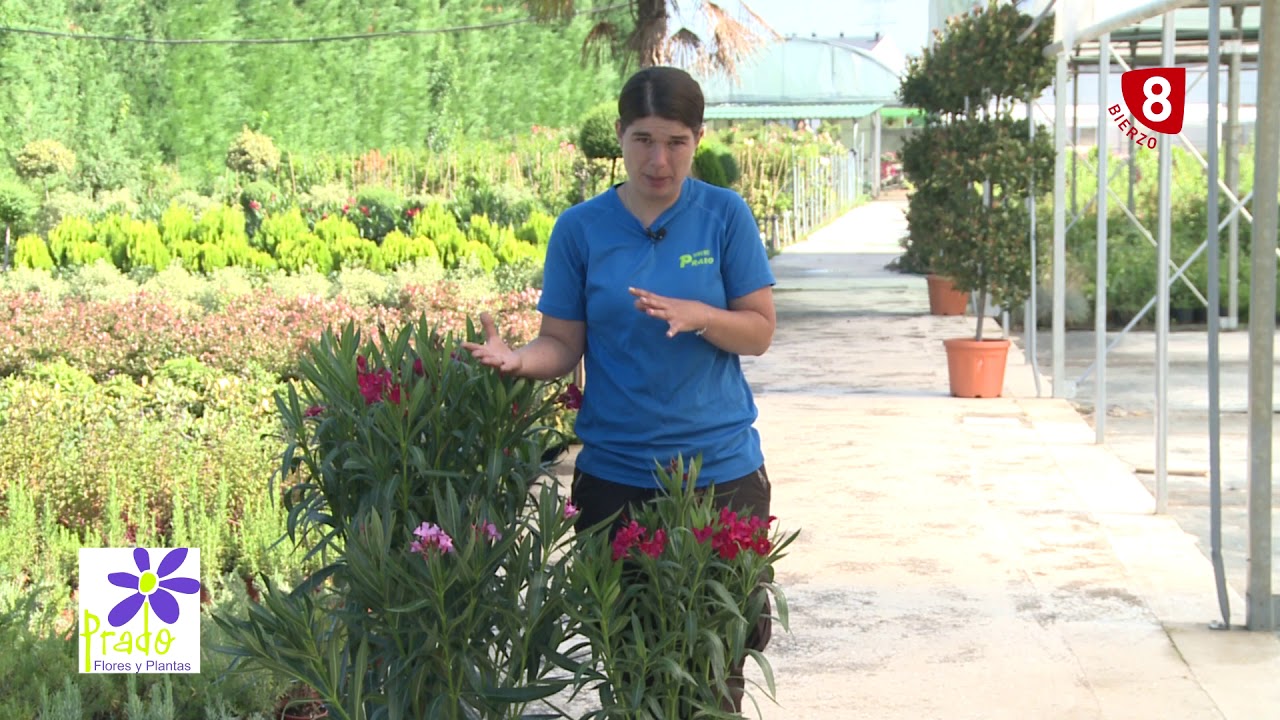 La Delfa, características y cuidados. TU JARDÍN A PUNTO