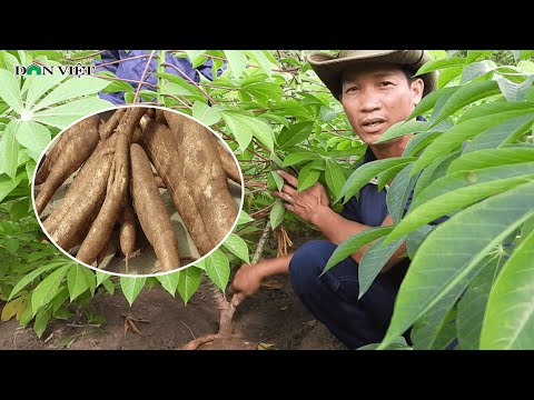 Video: Thu Hoạch Rễ Khoai Mì: Tìm hiểu Khi Thu Hoạch Củ Khoai Mì Trong Vườn