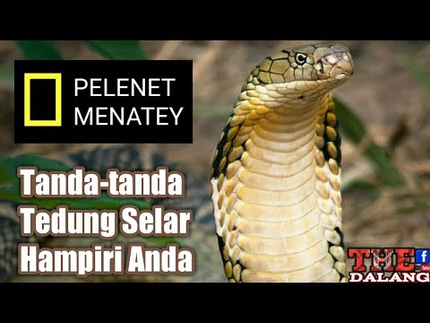 Ular Paling Bisa Tedung Selar King Cobra Youtube