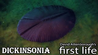 David Attenborough First Life dickinsonia screen time