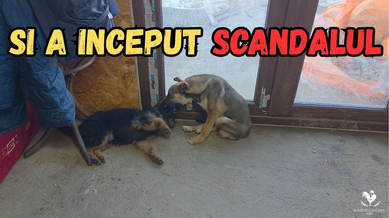 PRIMA PLIMBARE A LUI HAIDUC