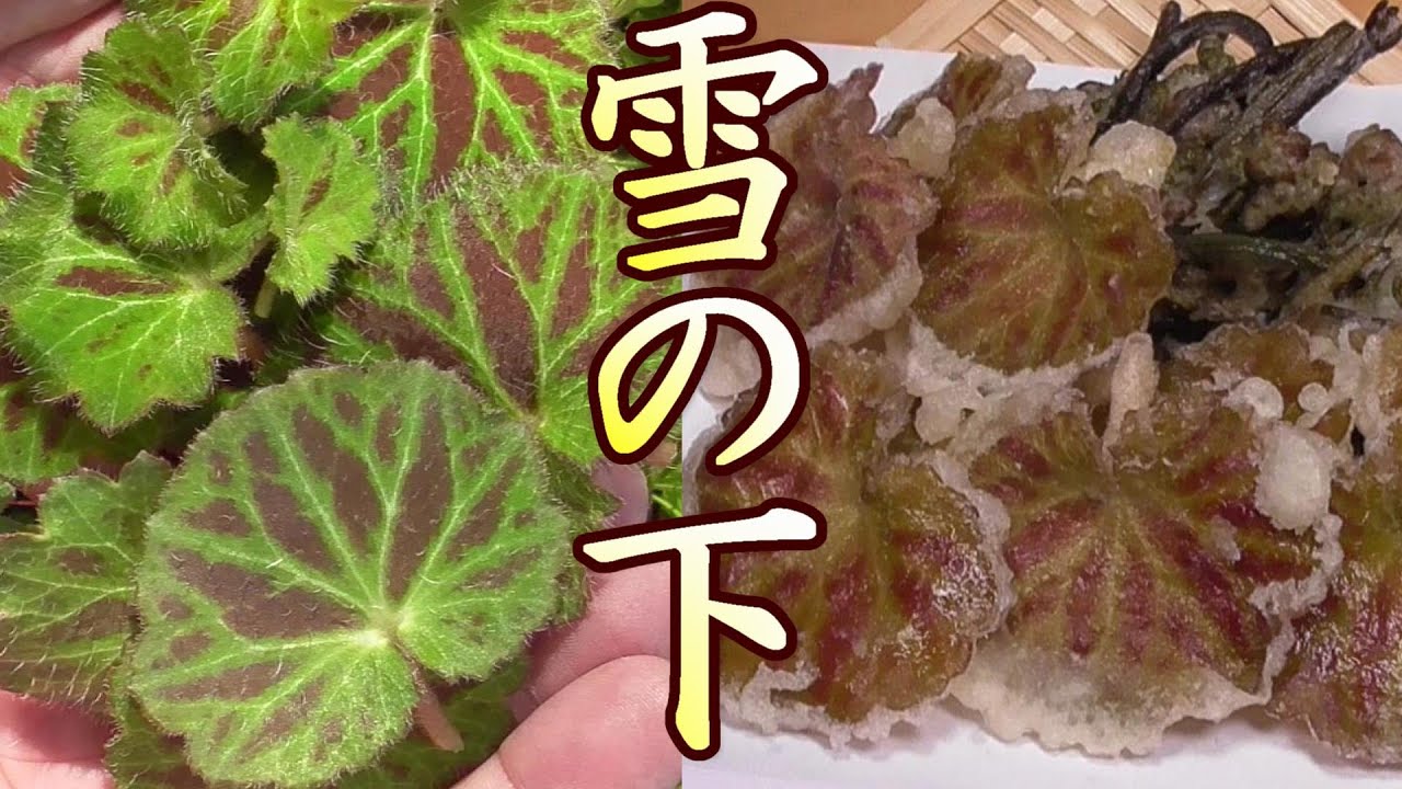 ユキノシタ採って食べる 春の味 ユキノシタの天ぷらとワラビのかき揚げ うまいぞ ユキノシタの採り方 ユキノシタの食べ方 ユキノシタ料理の作り方 山菜 野草 山菜採り 男の料理 日本の料理 レシピ Youtube