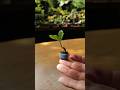 YAMADORI mini　㉙　裏山で採取した小さな植物を使って極小の盆栽を作る