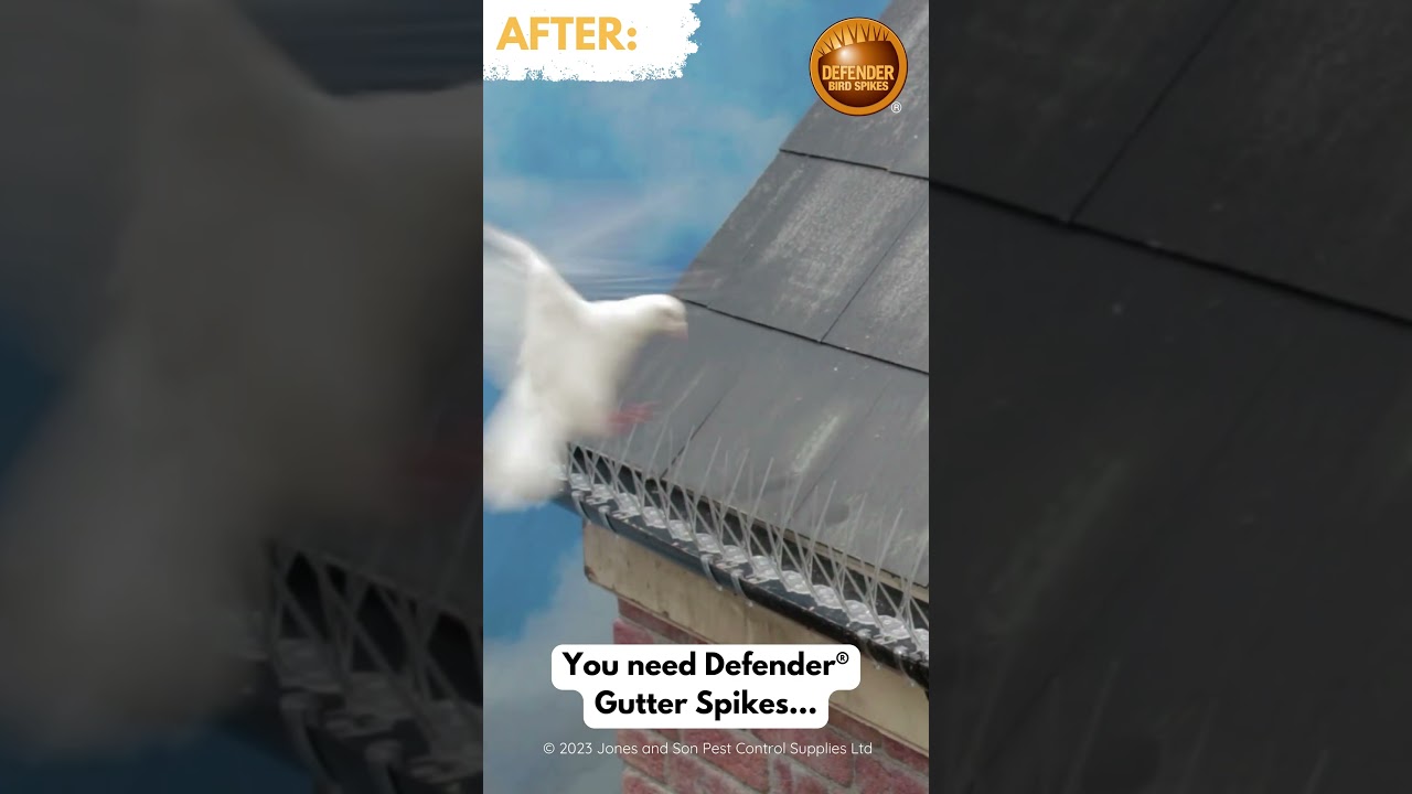 How to get pigeons out of gutters with Defender Gutter Spikes #shorts #birdspikes #pigeonspikes