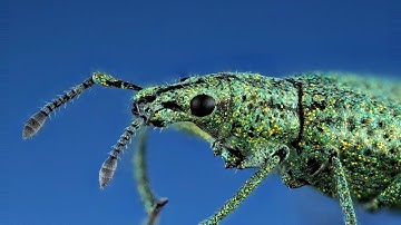 Colorful Iridescent Weevil from Ecuador