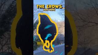 Jour 130 Je Nourris Les Corbeaux Jusquà Ce Que Je Crée Un Cirque.