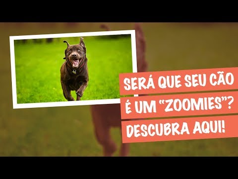 Vídeo: O seu cão recebe “The Zoomies”? Veja o que isso significa