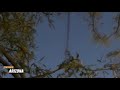 Timelapse 221 (Tucson, Arizona) Nightlapse