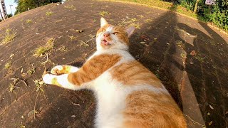 公園でよく喋る野良猫がいたのでナデナデしてきた