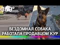 Бездомная собака с табличкой "куры" работала за еду в Северной Осетии