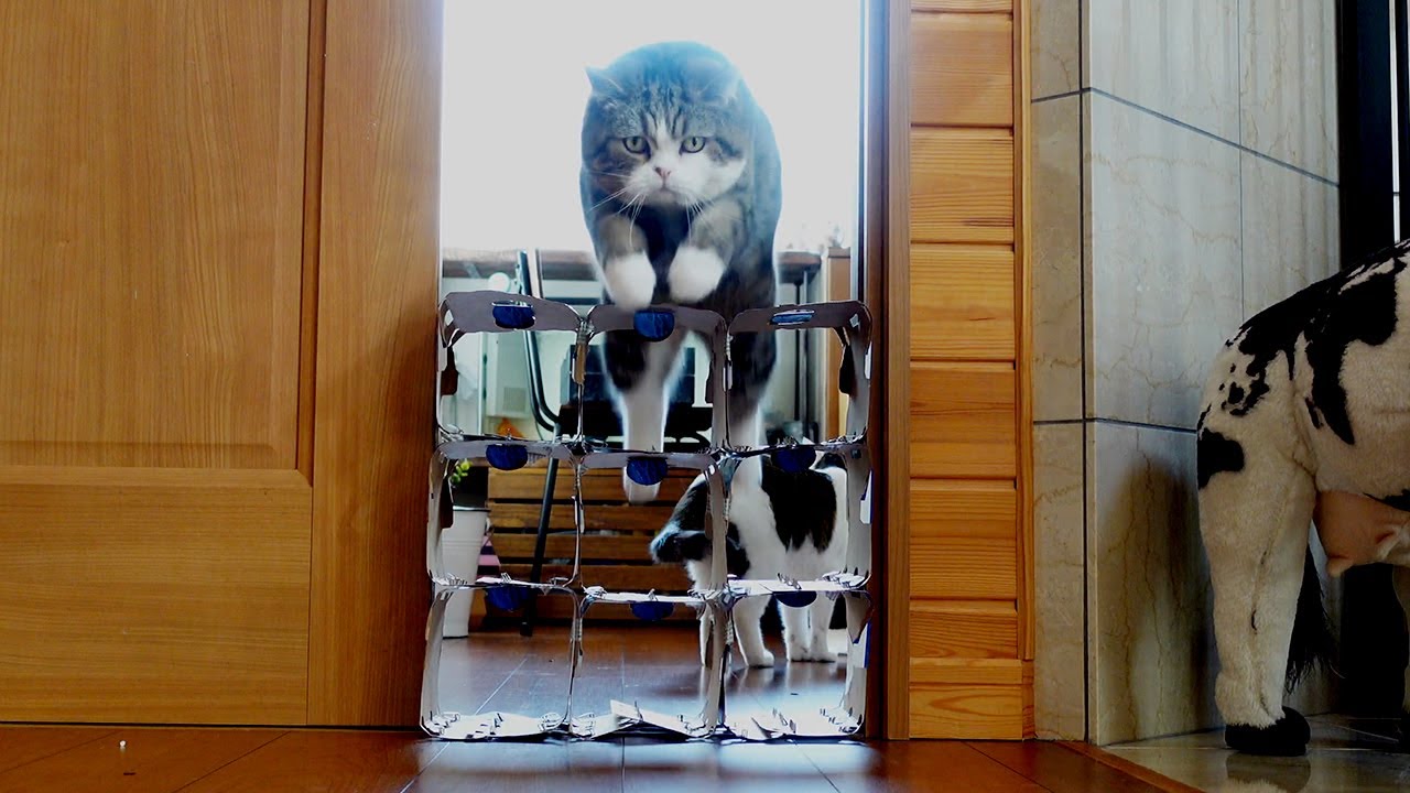 猫 愛の箱を覗く ※額装済み ダンボール箱の穴から覗く猫の顔がまるであのキャラクター ／ #猫