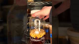 Beef Tallow Fat Washed Spirit