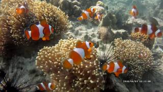 Mergui Myanmar  Marine Dolphin screenshot 4
