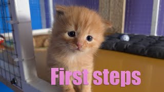 First steps // Первые шаги by Cat House 173 views 2 years ago 3 minutes, 36 seconds