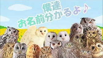 ふくろう Youtube ふくろう Youtube