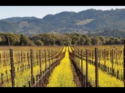 Napa Valley is Growing …. And Still a Great Place to Live! - YouTube