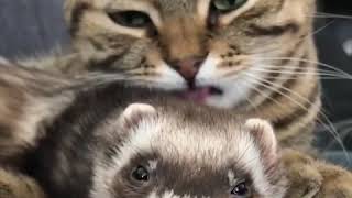 9GAG CUTE Cat giving a message session to his little Ferret friend