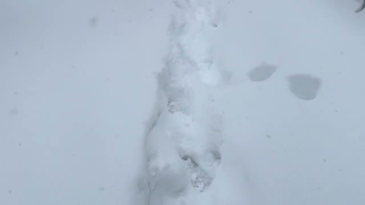 Heavy snow falls New York