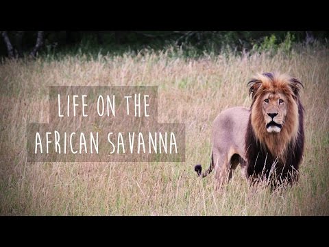 Video: Amazing African steppe: flora thiab fauna