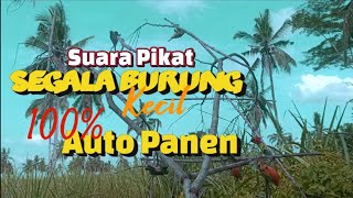 Suara Pikat Segala Burung kecil,💯% auto panen
