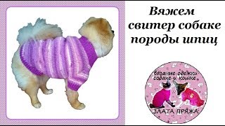 Вяжем свитер собаке породы шпиц Вяжем свитер собаке породы шпиц