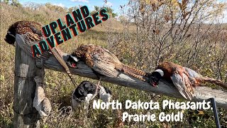 North Dakota Pheasant Hunting,  Prairie Gold!