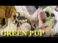 Dog Gives Birth To Rare Puppy With Green Fur In Canada